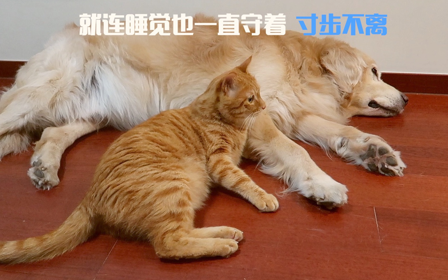 猫和狗的感情能有多好?虽然它们不会说话,但它们都懂ⷂ𗂷哔哩哔哩bilibili