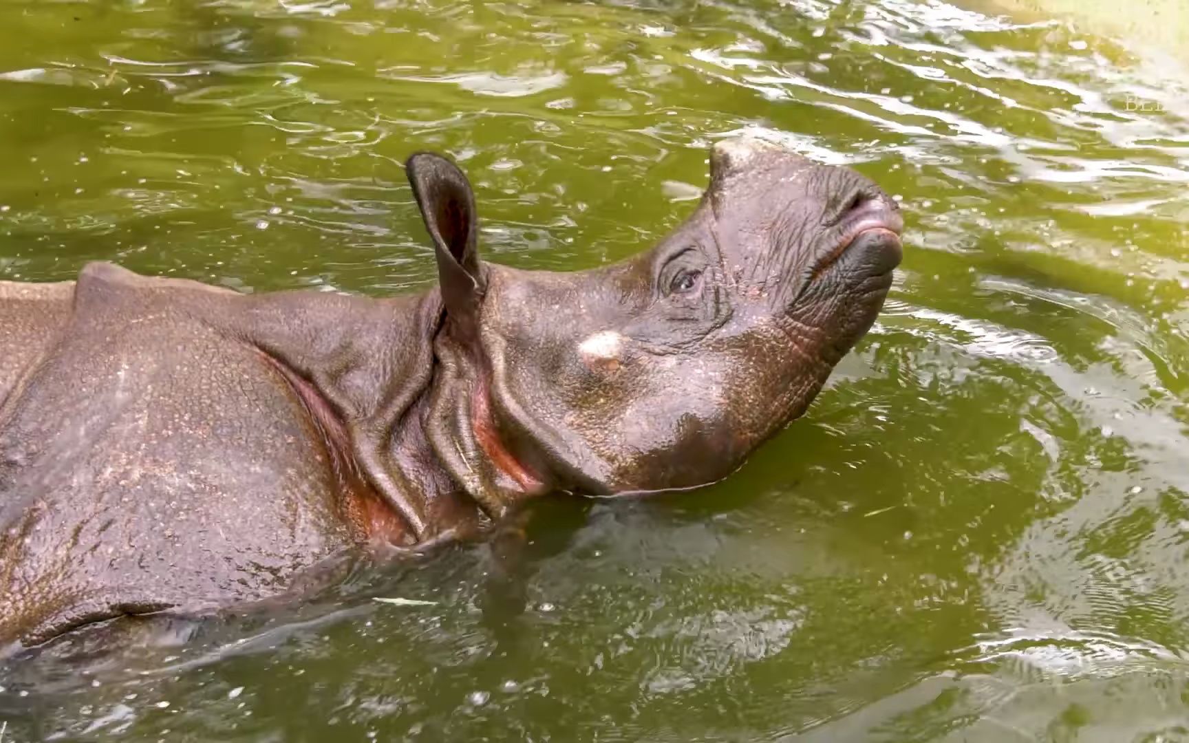 柏林動物園的犀牛寶塔,大獨角犀和南美貘正在愜意地享受室內水池