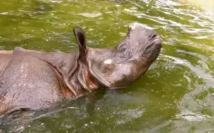 Download Video: 柏林動物園的犀牛寶塔，大獨角犀和南美貘正在愜意地享受室內水池