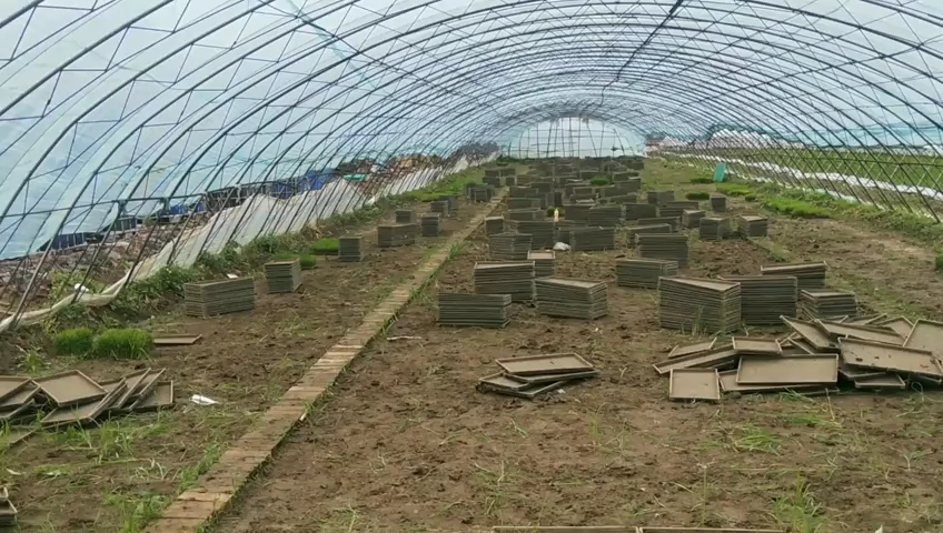 辽宁省北镇市中安镇王家村大有屯水田插秧第二集