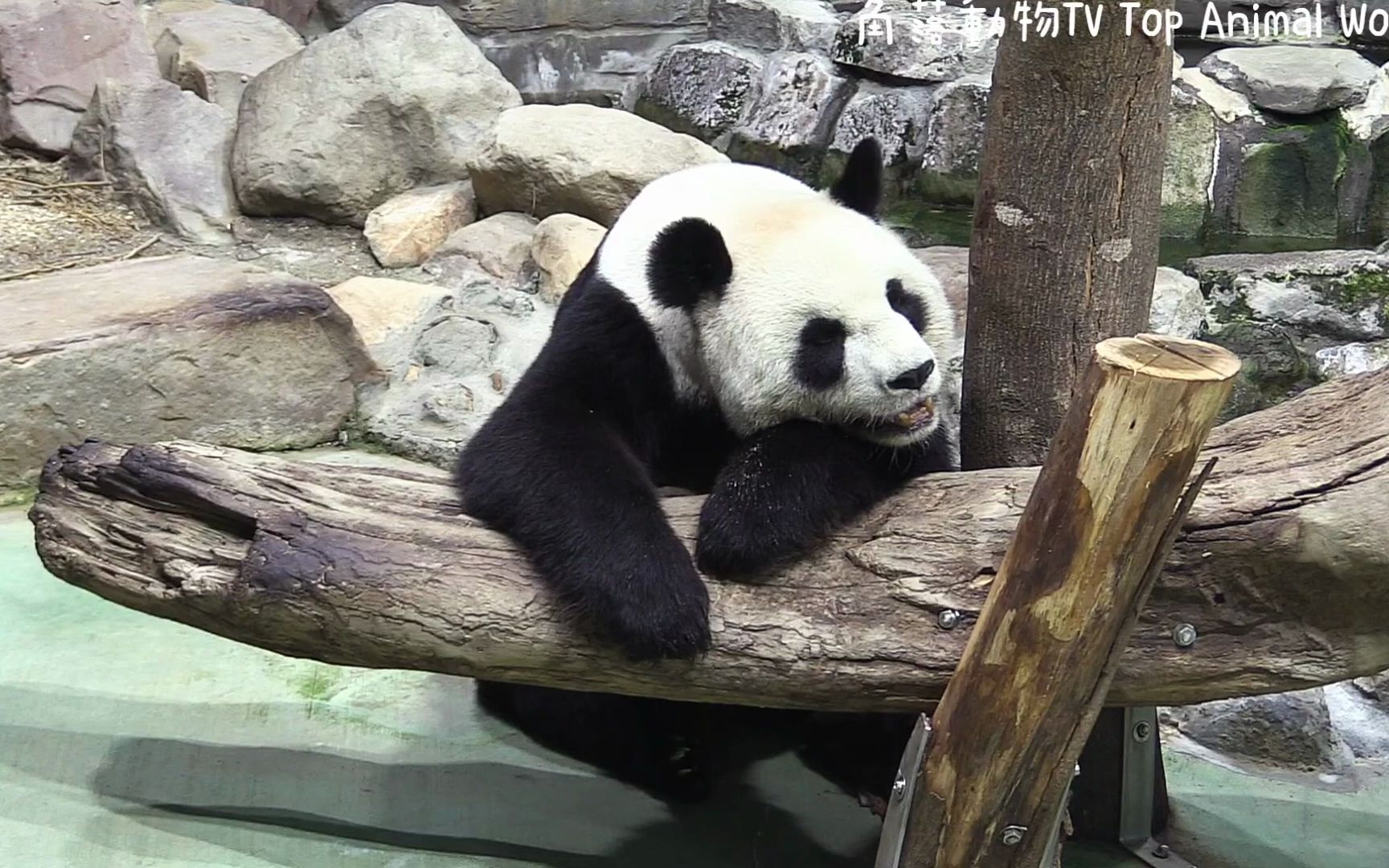 圓圓休息的表情好悠閒-熊貓貓熊the giant panda yuan yuan and yuan