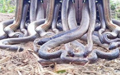 小何用福寿螺掺辣椒抓泥鳅 第二天网里进了8条蛇 太吓人了 哔哩哔哩 Bilibili