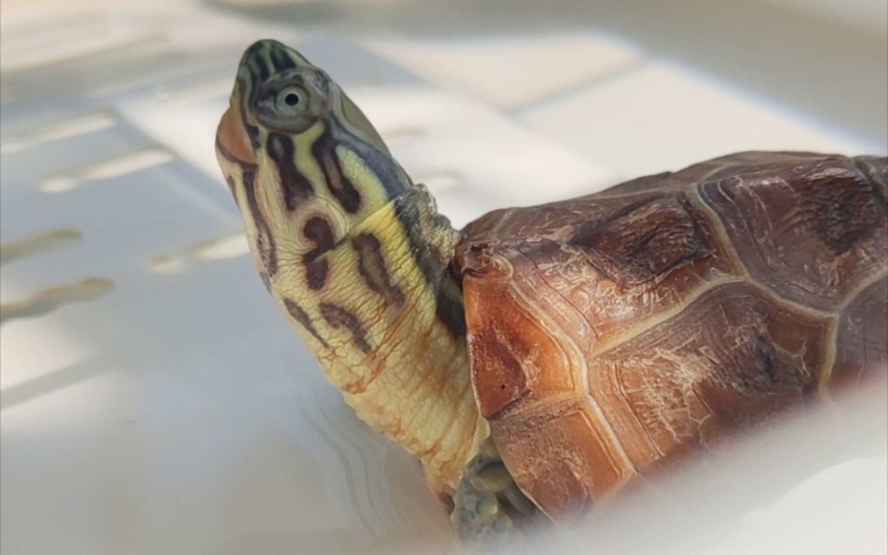 【虎纹草龟】太好看了叭这也