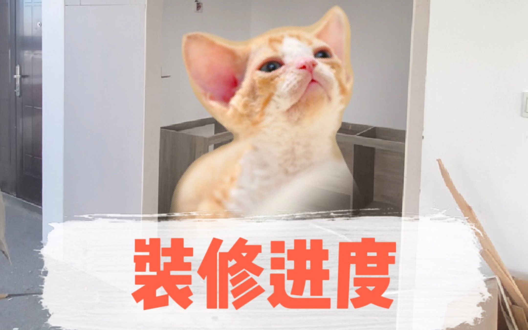 给卷卷们汇报猫舍装修进度哔哩哔哩bilibili