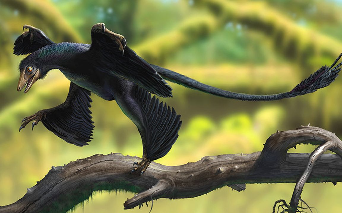 非洲现罕见鸟类!有4个翅膀,成珍稀保护动物!