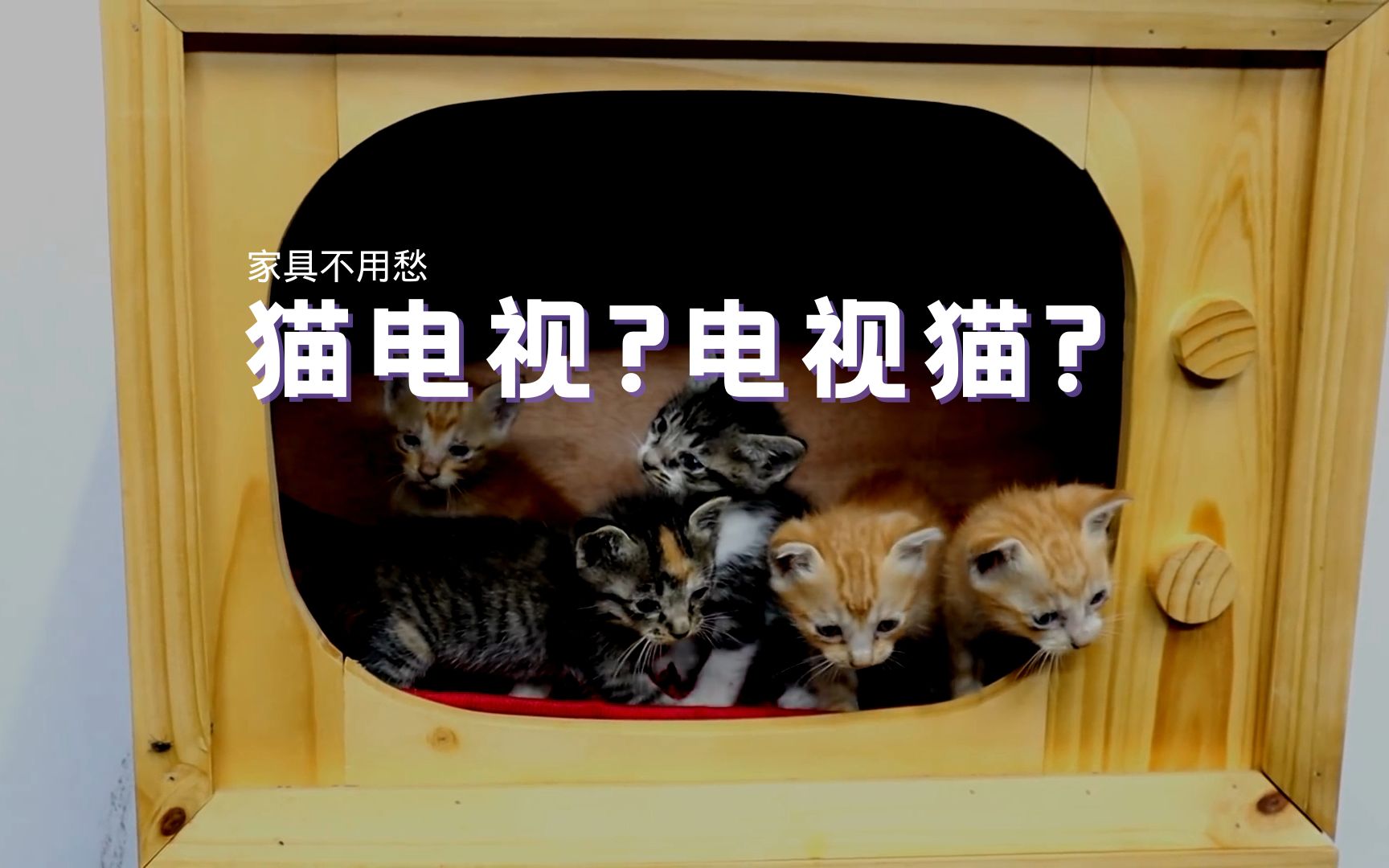 【家具不用愁】猫电视?电视猫?哔哩哔哩bilibili