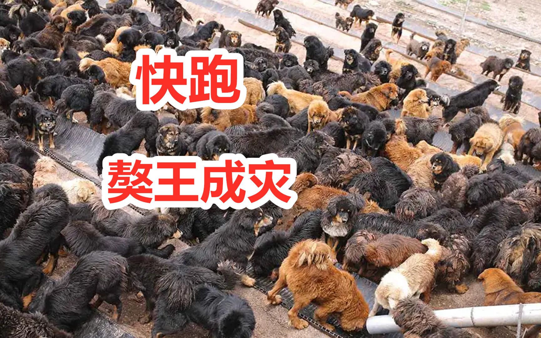 2000万藏獒沦为流浪犬,西藏无人区野生藏獒成灾,看见快跑哔哩哔哩bilibili