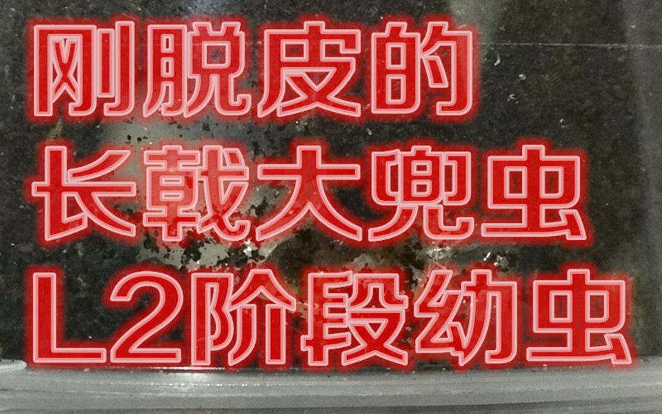 【树的循环】甲虫观察课——刚脱皮的新鲜L2阶段长戟大兜虫幼虫哔哩哔哩bilibili