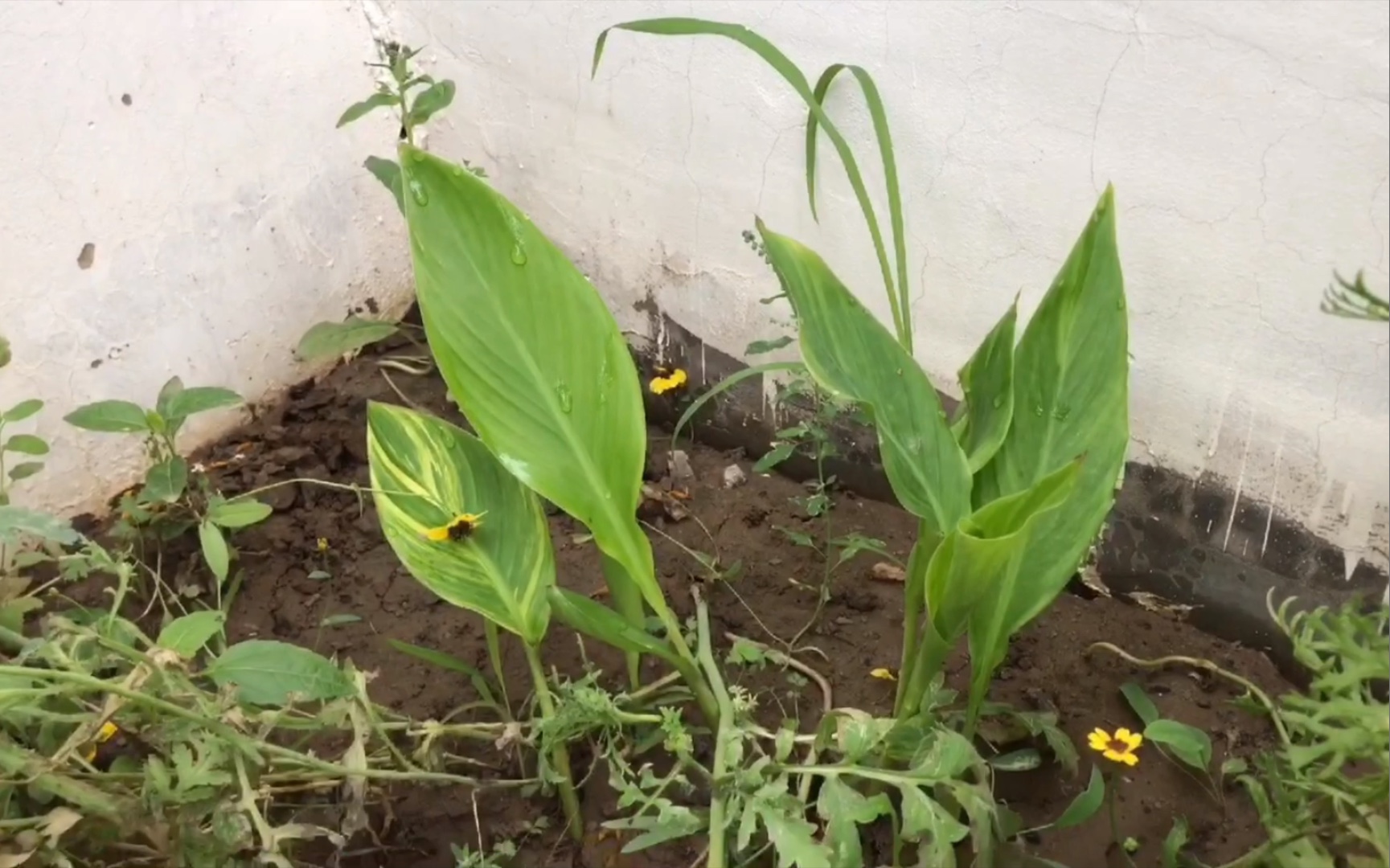 绣球的旁边居然有一颗美人蕉,种下2月终于发芽,太棒了