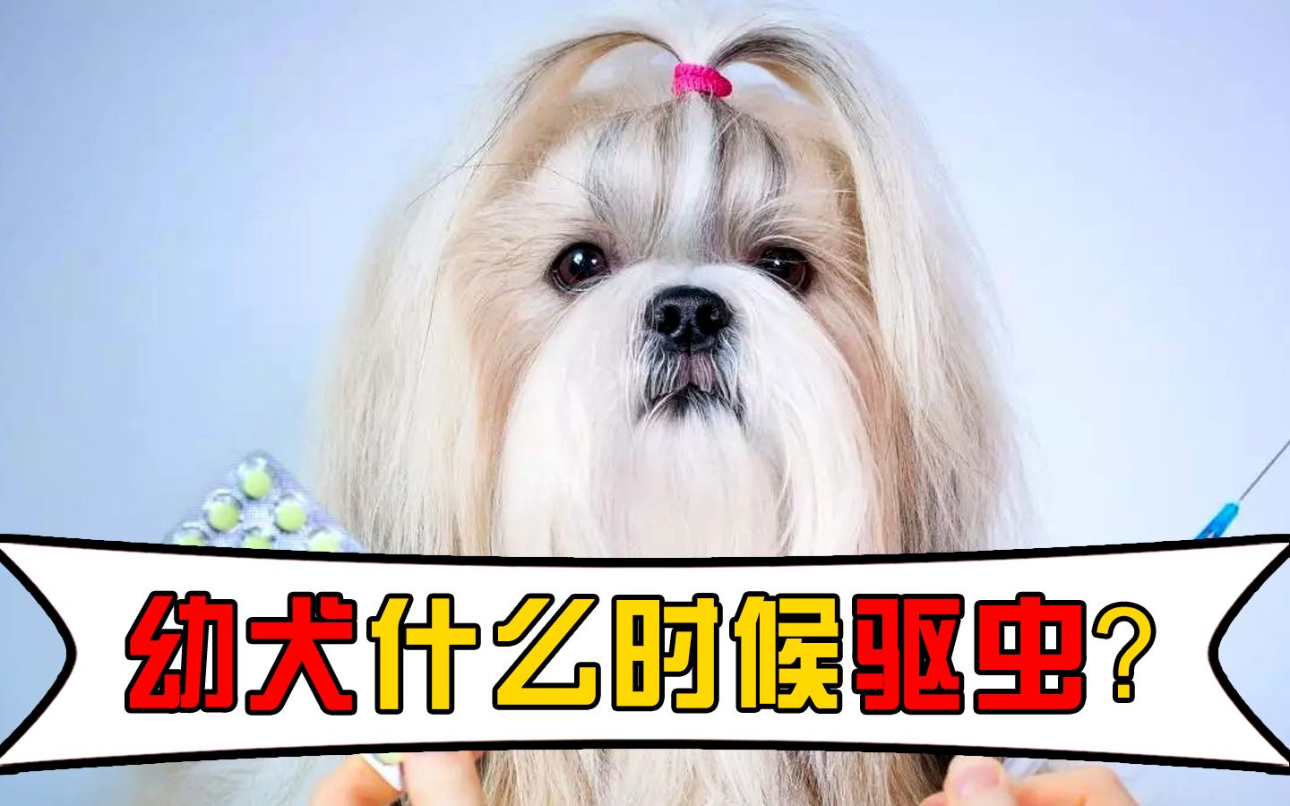 幼犬什么时候驱虫?哔哩哔哩bilibili