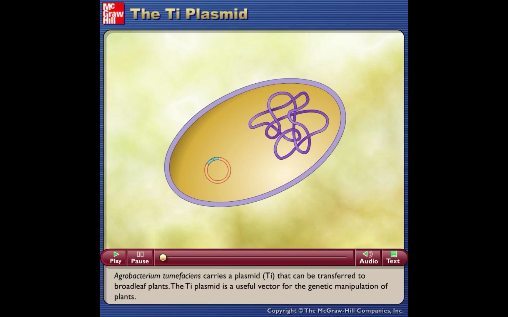 Ti质粒The Ti Plasmid动画哔哩哔哩bilibili