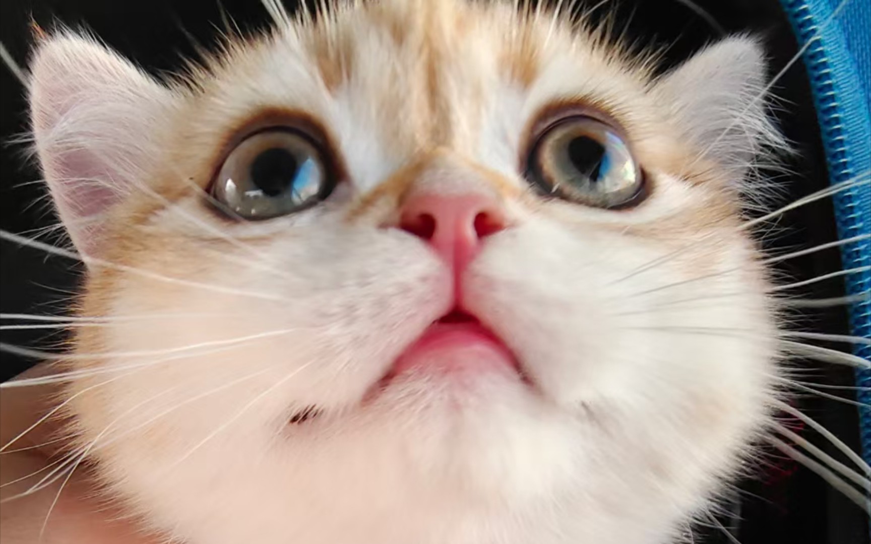 卡姿兰大眼睛猫咪(八千)