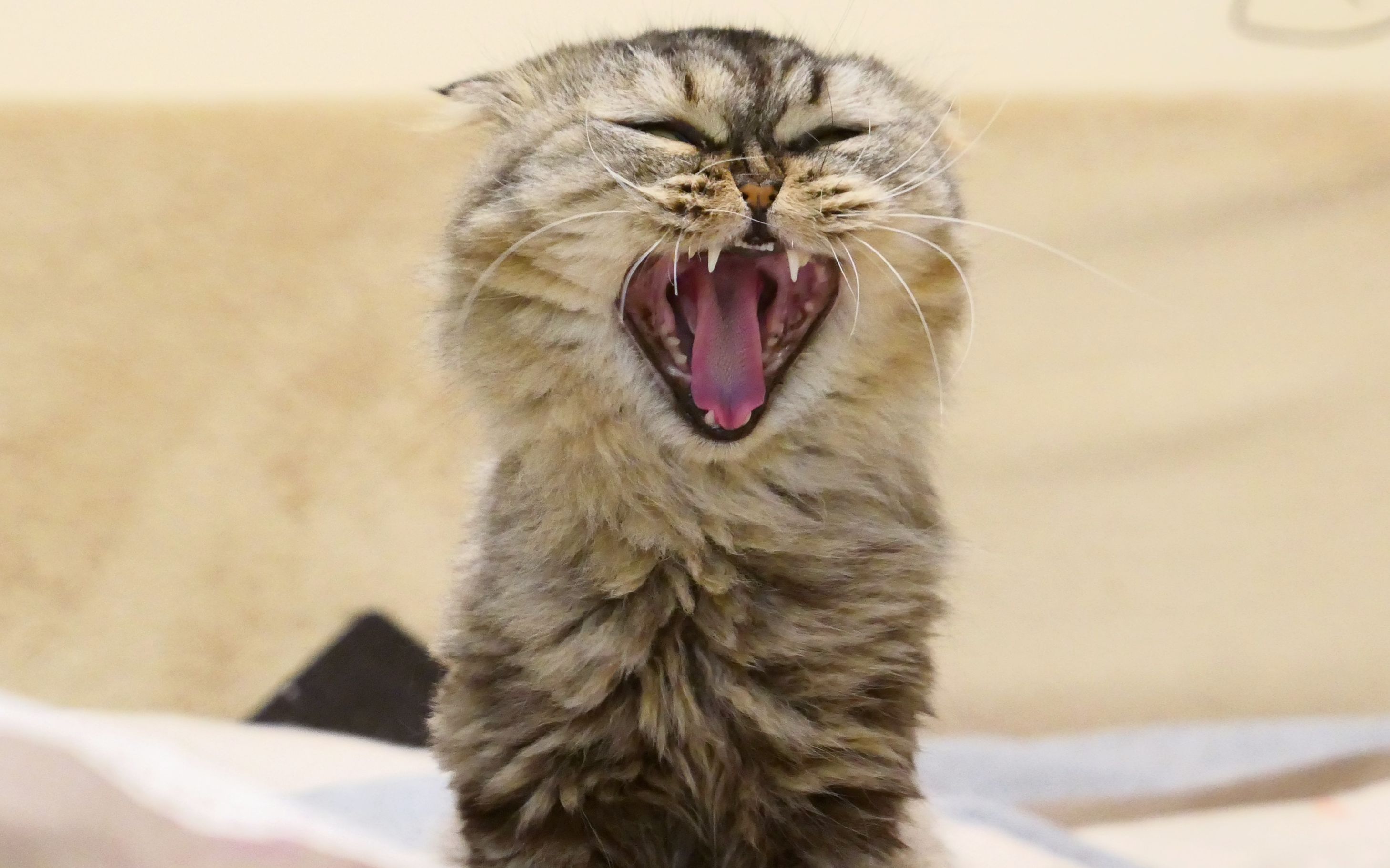 【lisa酱的日常】小花猫lisa演绎最新disco:今夜樱桃闪闪!