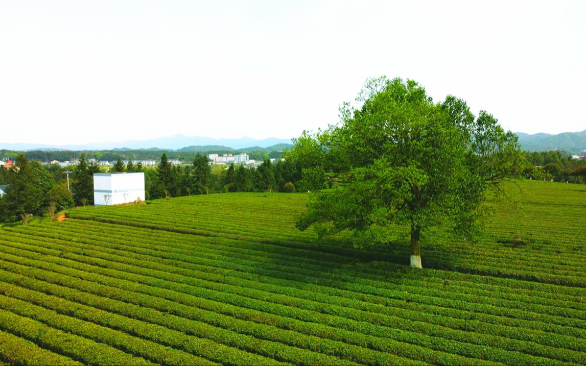长沙周末去哪玩豆爸带你逛金井三棵树茶园抖音上都是骗人的