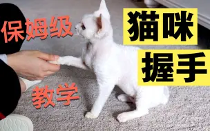 下载视频: 【猫咪训练】每个猫咪都能学会的握手教程