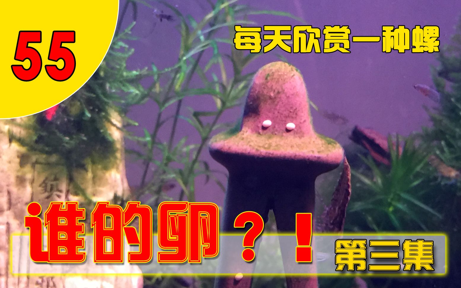 【每天欣赏一种螺55】谁的卵?第三集:汽水域螺,好看又烦人!哔哩哔哩bilibili