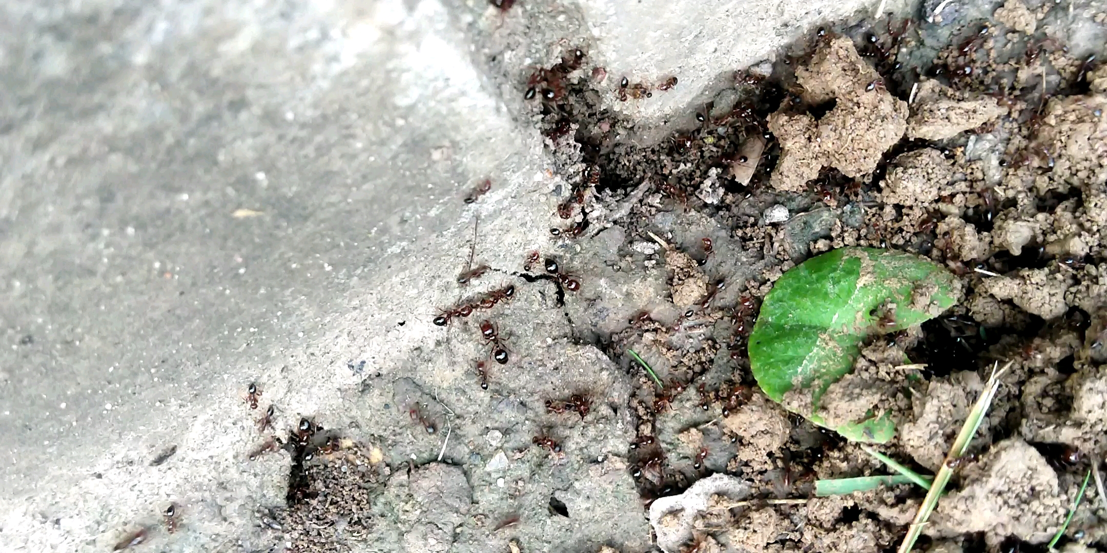 津岛铺道蚁谨慎处理红火蚁