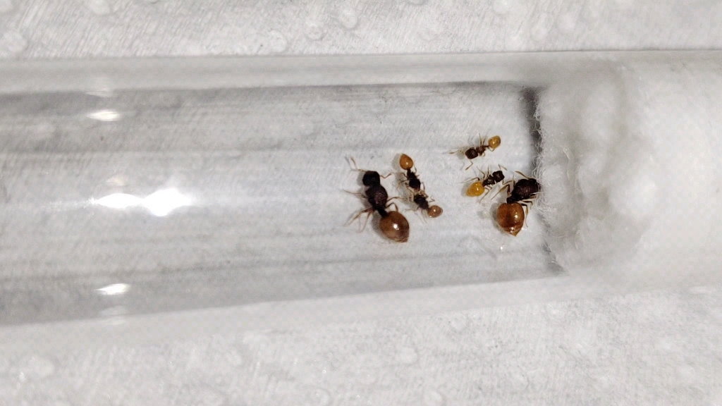 超级超级可爱的盾蚁