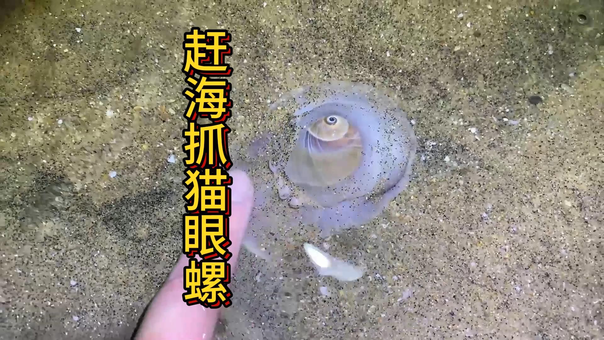 赶海抓猫眼螺图片