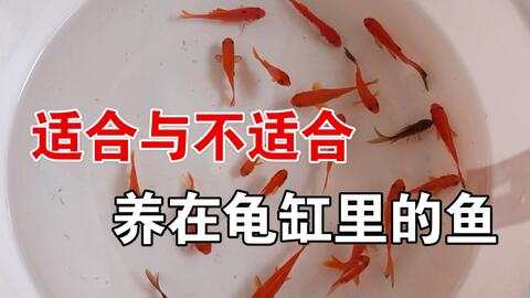 牙鱼混养简介以及注意事项 哔哩哔哩