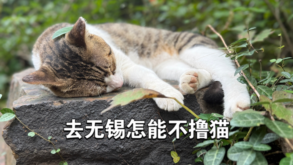 去无锡惠山撸猫，是人生一大快事