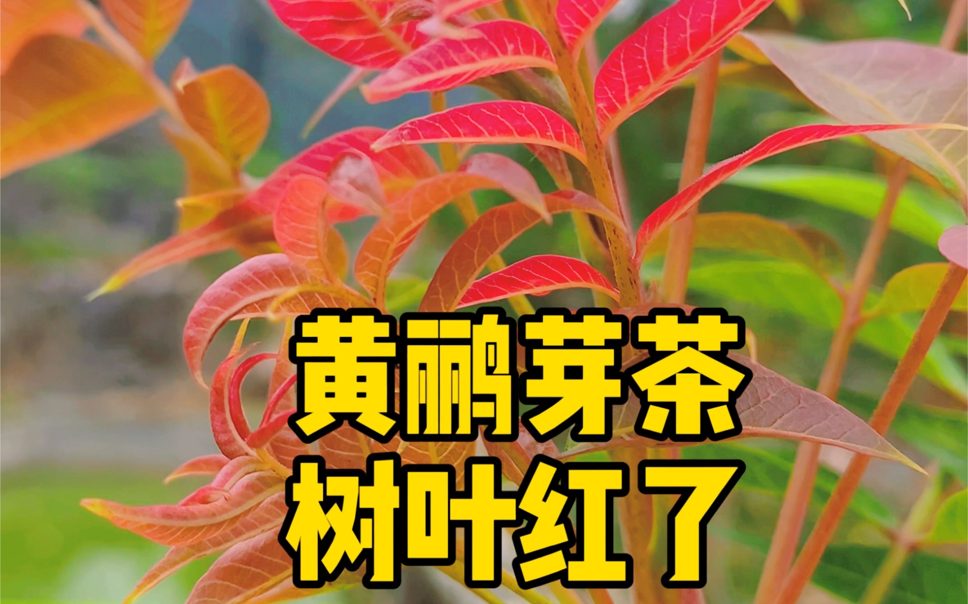 秋天的黄鹂芽茶树苗的树叶红了好看吗