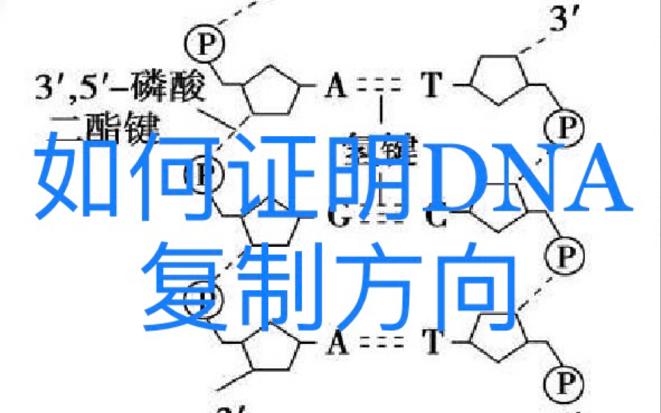 如何证明DNA复制方向是5'到3'?加ddNTP可以证明的原因(同双脱氧链终止法原理)哔哩哔哩bilibili