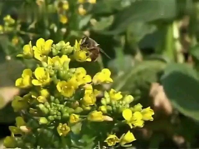 [图]蜜蜂养殖技术1