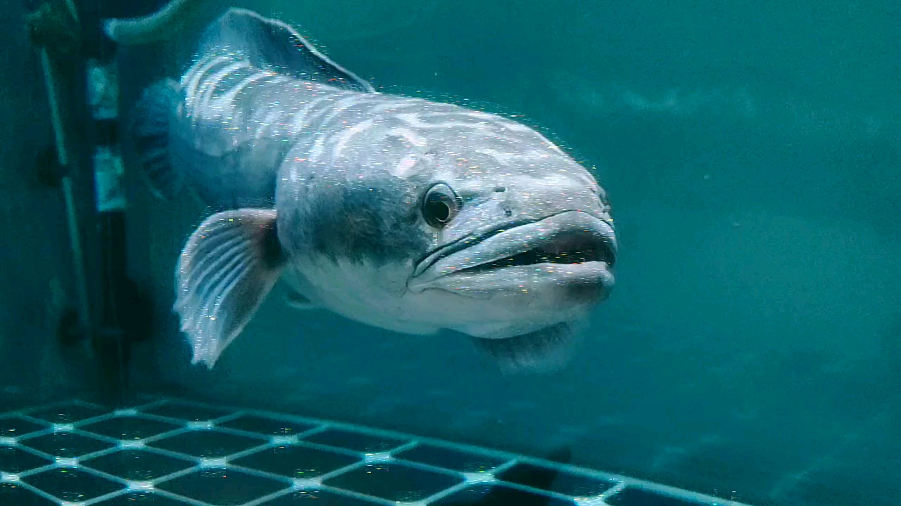 活动作品盾鳢王的生活