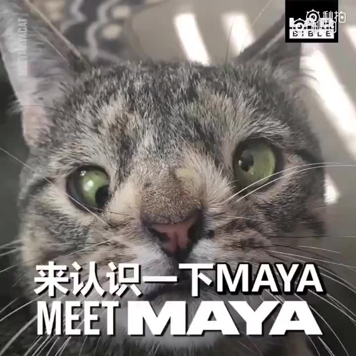 [图]这只叫Maya的小猫因染色体异常和唐氏综合症所以长相有些特殊，她还是小猫崽时就被人抛弃在一家餐馆后。她被带到收容所后因为长相遭嫌弃一直没被领养，差点就被安乐死！