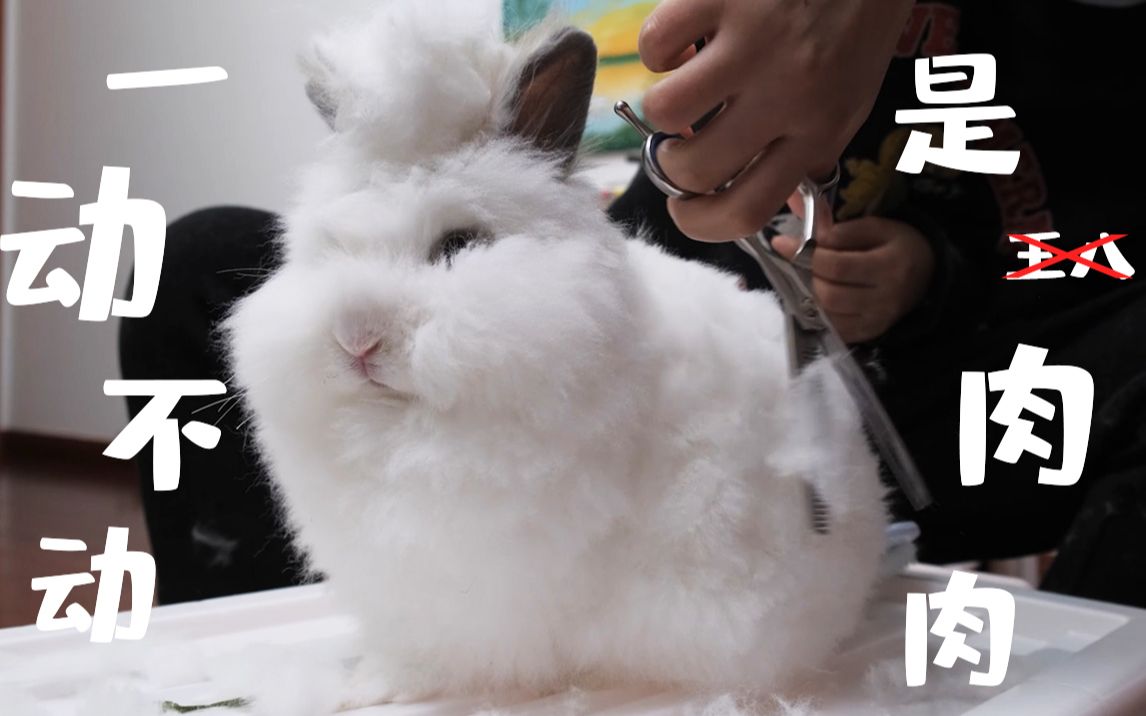 07」给一只肥兔子剪毛是什么体验?主人:这是下雪了?【猫猫兔】