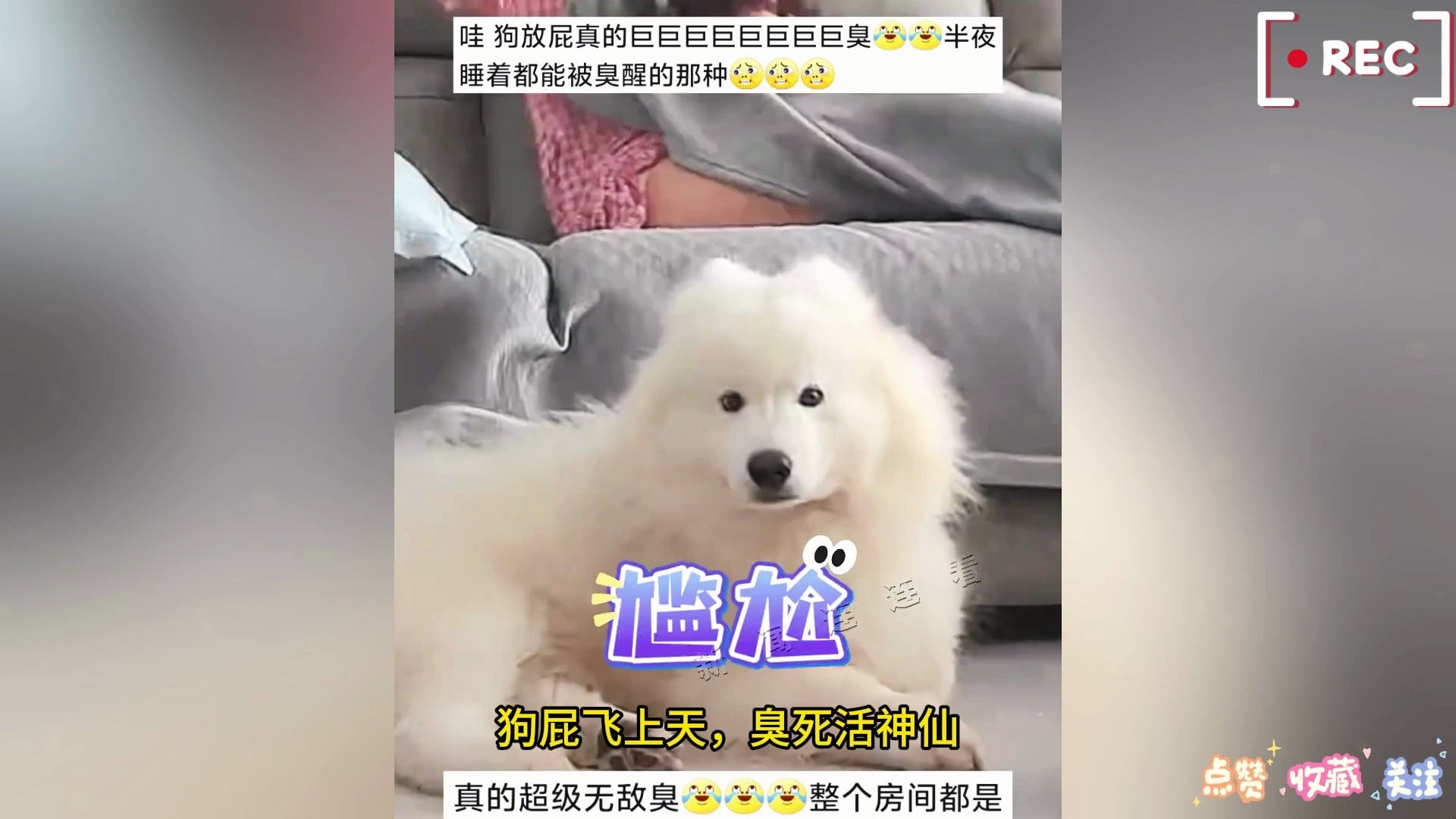 狗狗的屁到底有多臭?味道扩散后,主人瞬间崩溃