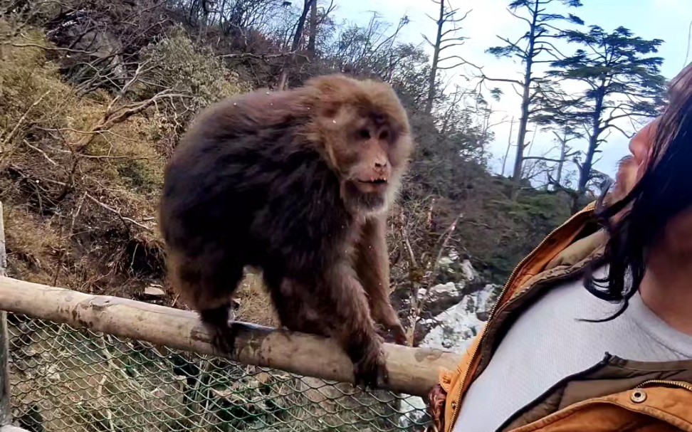 [图]下午在峨眉和猴子打了一架，晚上回家刷到仨我和猴哥干架的视频…有点社死…