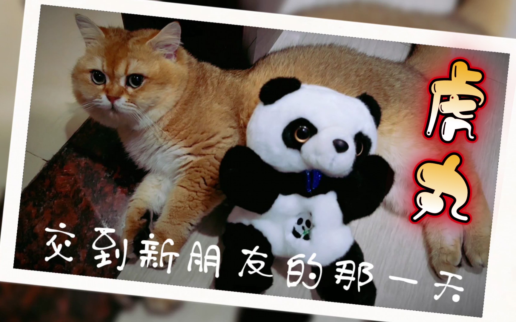 【金渐层猫】 虎丸交到新朋友的那一天! (虎丸的猫猫日常#132)哔哩哔哩bilibili