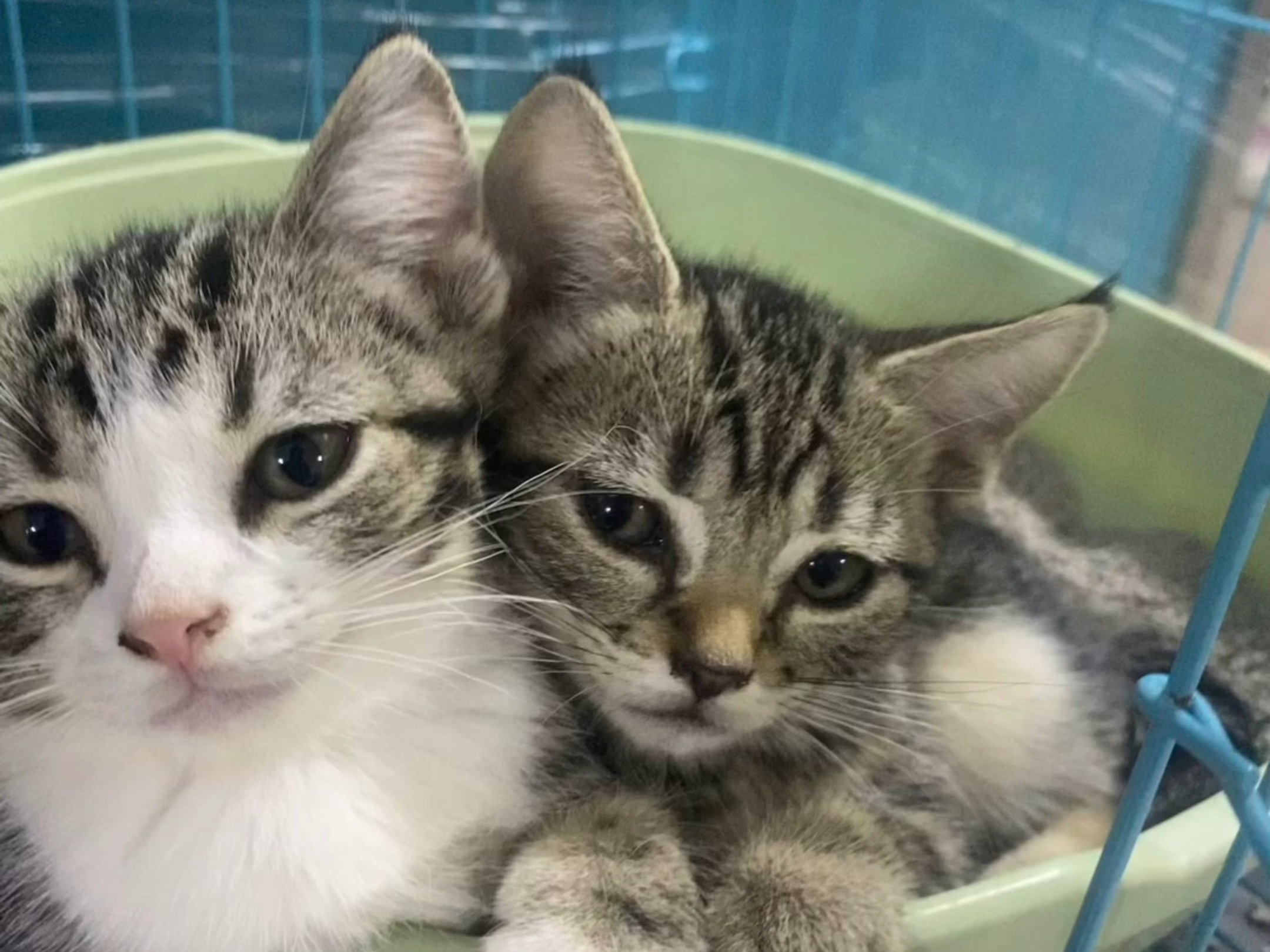 湖北恩施同城领养可爱小猫小狗猫咪小狗寻找新家啦