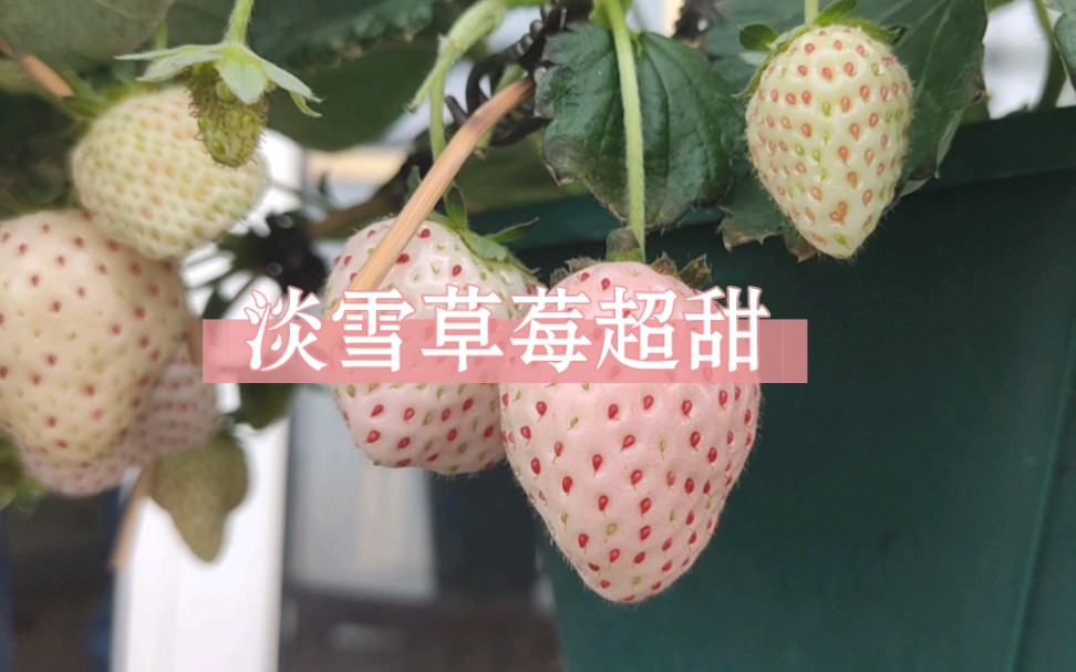 草莓季|今年收获一波淡雪白草莓哔哩哔哩bilibili