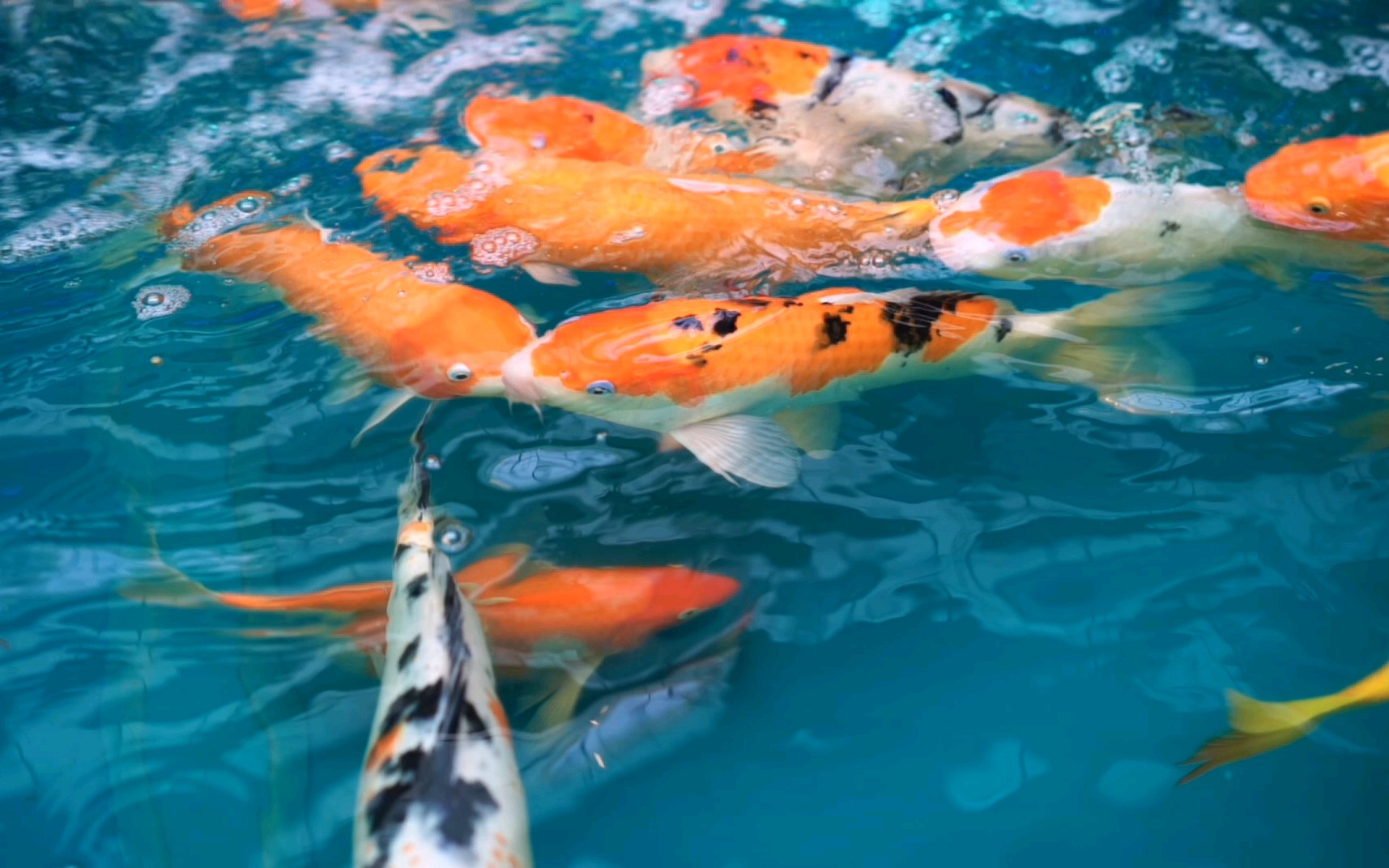 这些鱼真的不一样了!