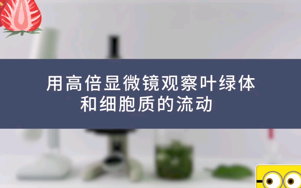 高中生物實驗二 用高倍顯微鏡觀察葉綠體和細胞質的流動_嗶哩嗶哩