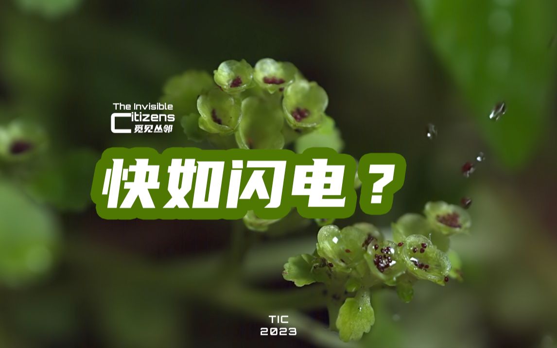 慢放80倍,看清植物传播种子的秘密哔哩哔哩bilibili