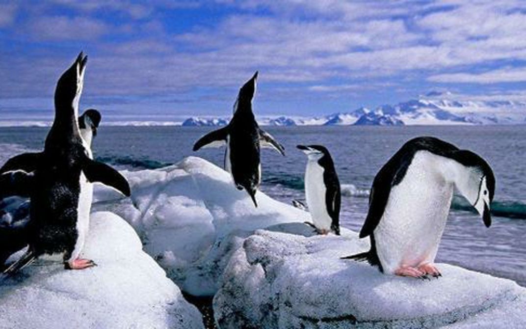 10个企鹅的搞笑视频 Top 10 Most Funny Penguin Videos哔哩哔哩bilibili