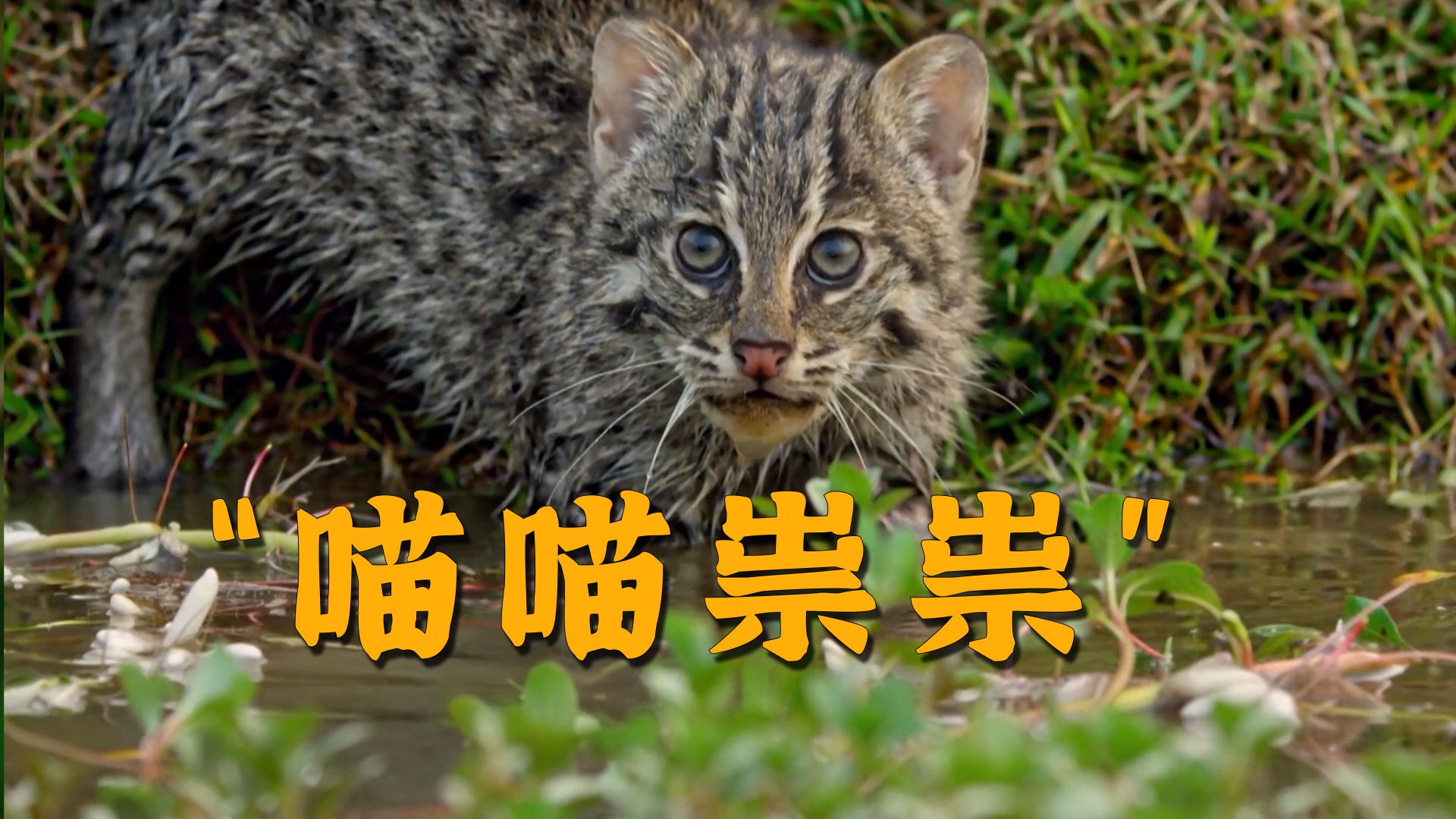 小 不 抢，则 乱 大 谋