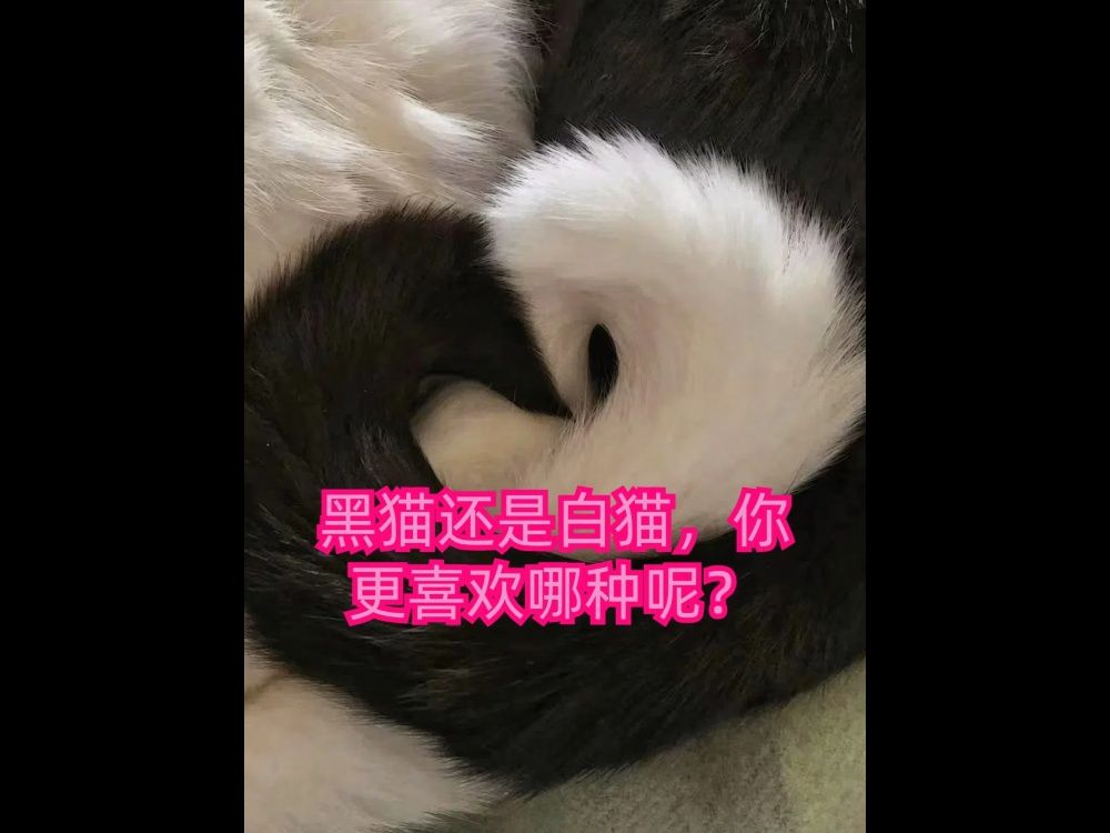 黑猫还是白猫,你更喜欢哪种呢?哔哩哔哩bilibili