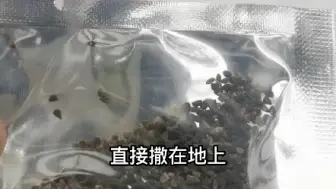 Download Video: 种了一片飞燕草花海，邻居都来围观!