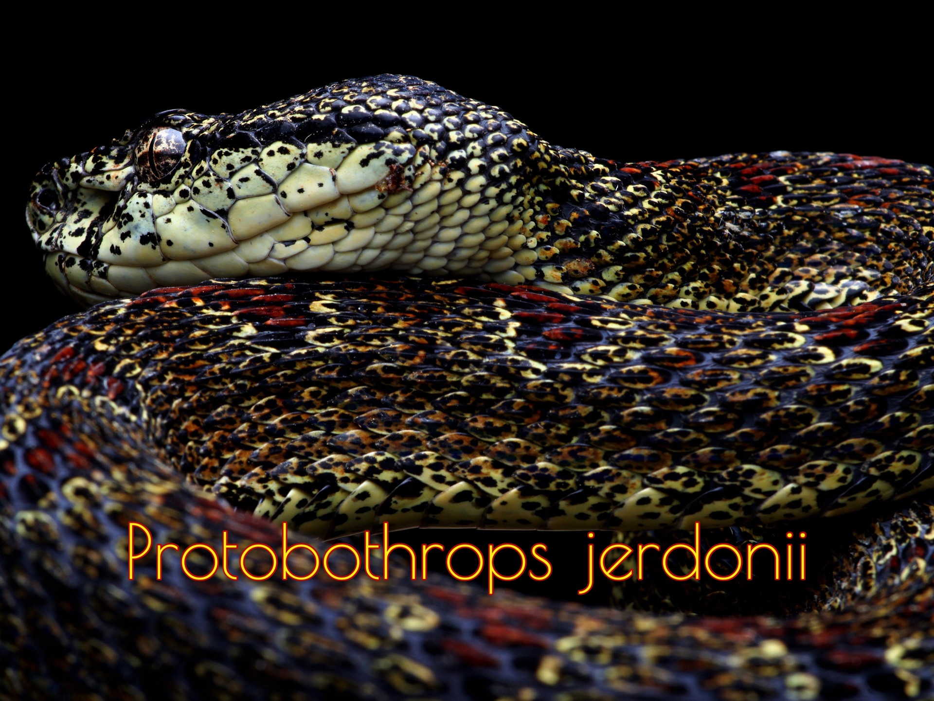 摄影|菜花原矛头蝮 Protobothrops jerdonii|ViperidaeCrotalinae哔哩哔哩bilibili