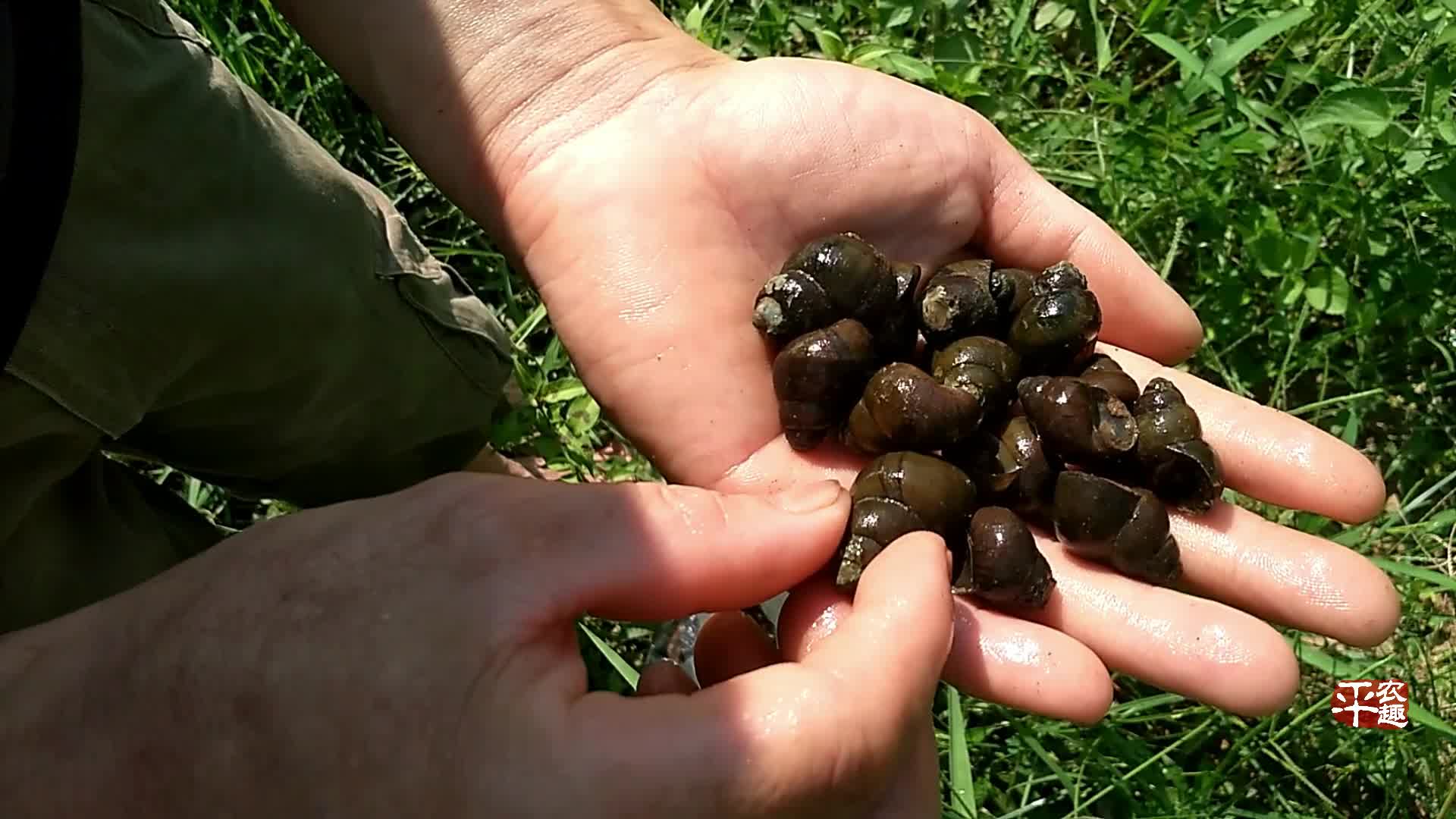 这里好多野生的小石螺,市场上要买几十元一斤,今天捡了好多