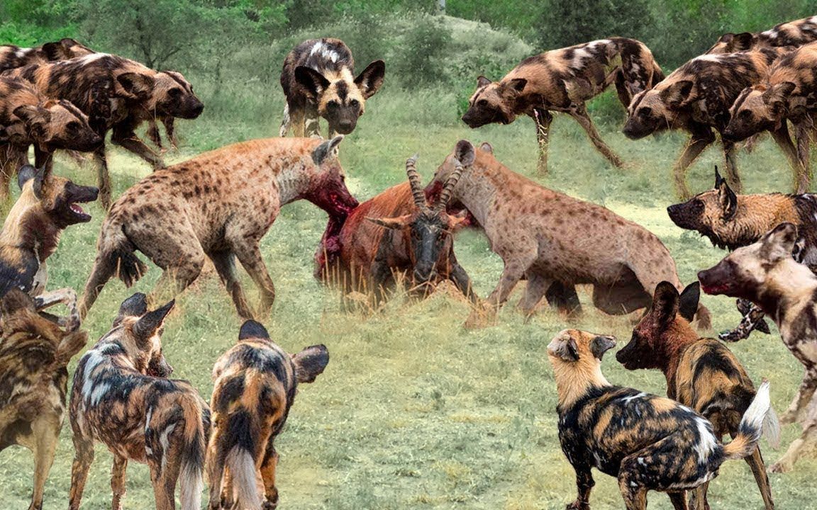 野狗大战鬣狗的史诗之战——团队合作的力量