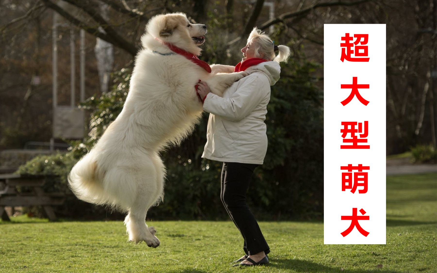 【大白熊犬】全球都爱的超大型萌犬,人称狗中白帝,大白熊犬太憨了!哔哩哔哩bilibili