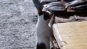 Скачать видео: 流浪猫每天都来偷鱼吃，但是他很懂事。