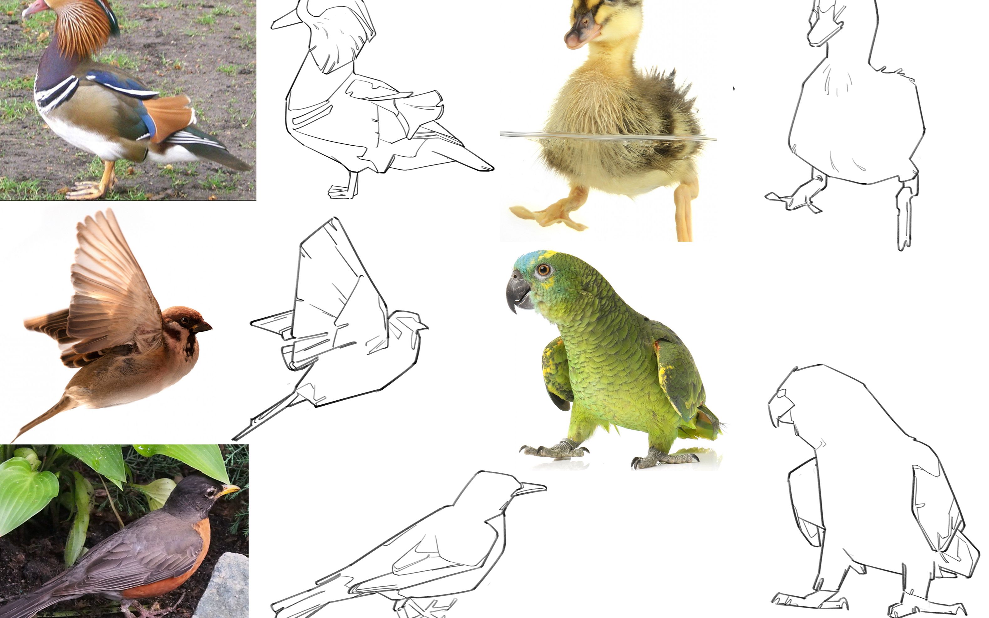 鸟类 — 速写练习(家巧儿)
