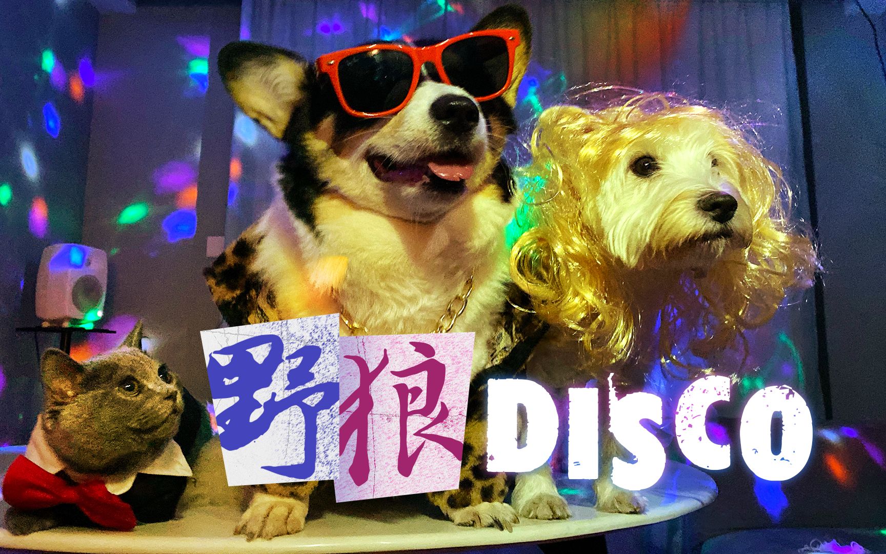 活动作品野狼disco柯基夜店版